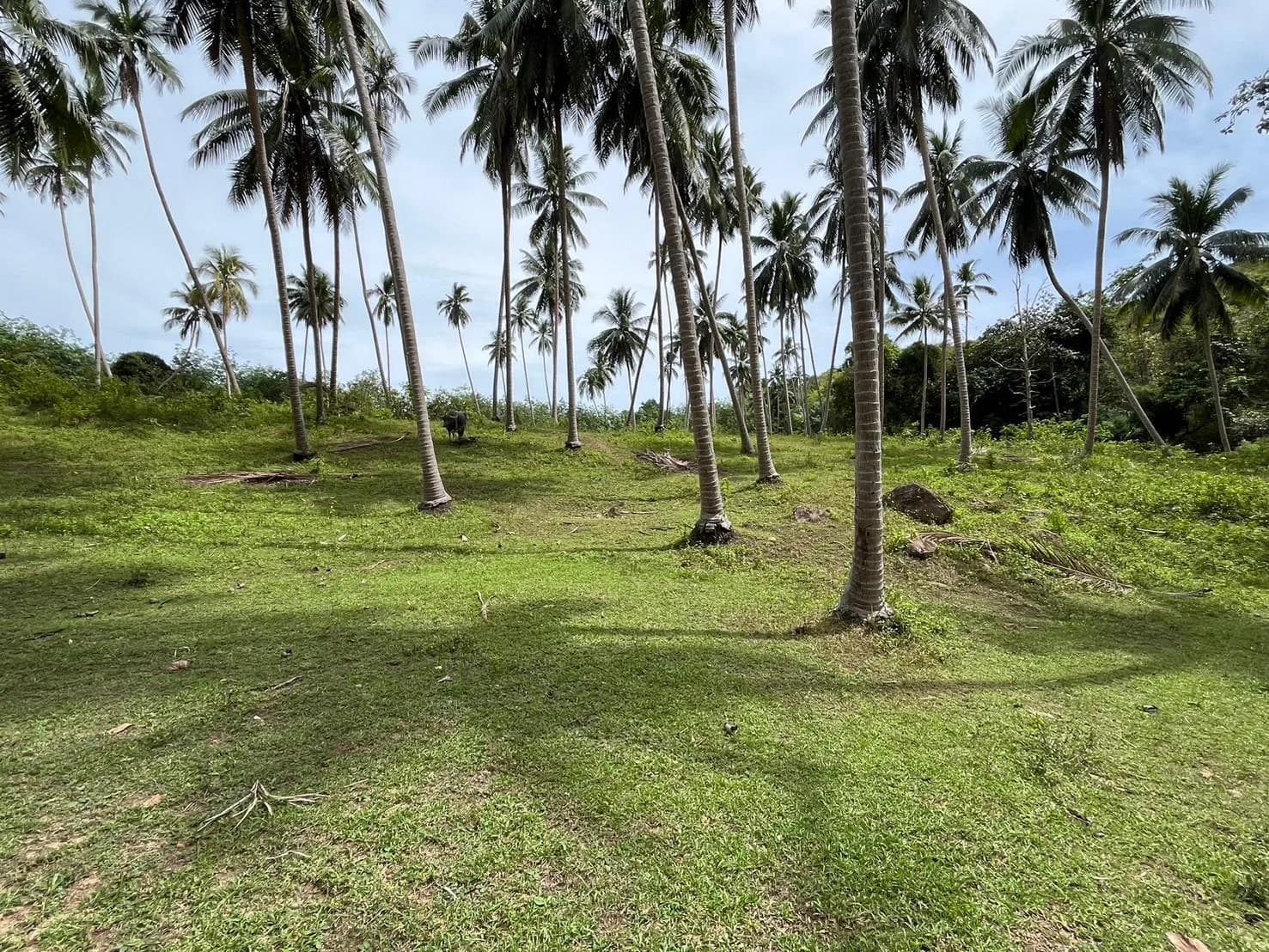 Unique 3 bedroom villas surrounded by coconut grove in a peaceful area of Bang Makam – VIL0603 — vignette 3